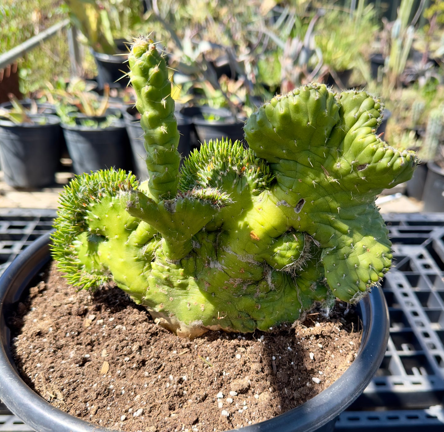 Austrocylindropuntia subulata f. cristata  - Crested Eve's Needle Cactus SH13