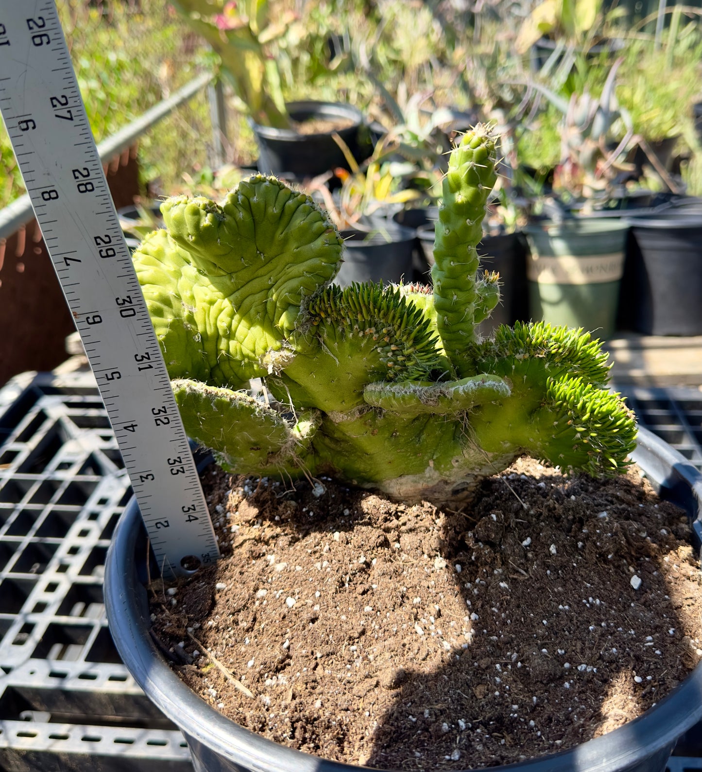 Austrocylindropuntia subulata f. cristata  - Crested Eve's Needle Cactus SH13