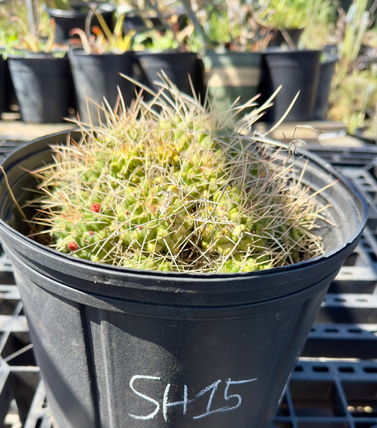 Mammillaria compressa - Mother of Hundreds SH15