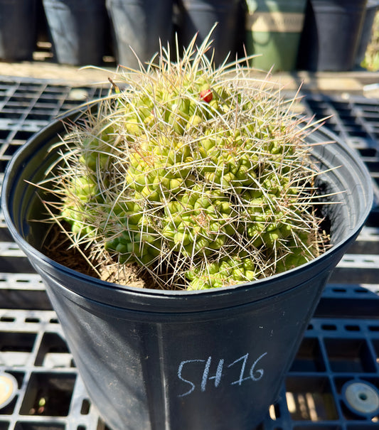 Mammillaria compressa - Mother of Hundreds SH16