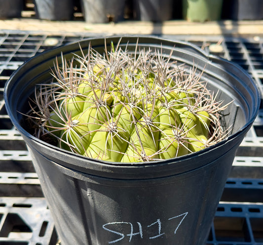 Gymnocalycium saglionis - Giant Chin Cactus SH17