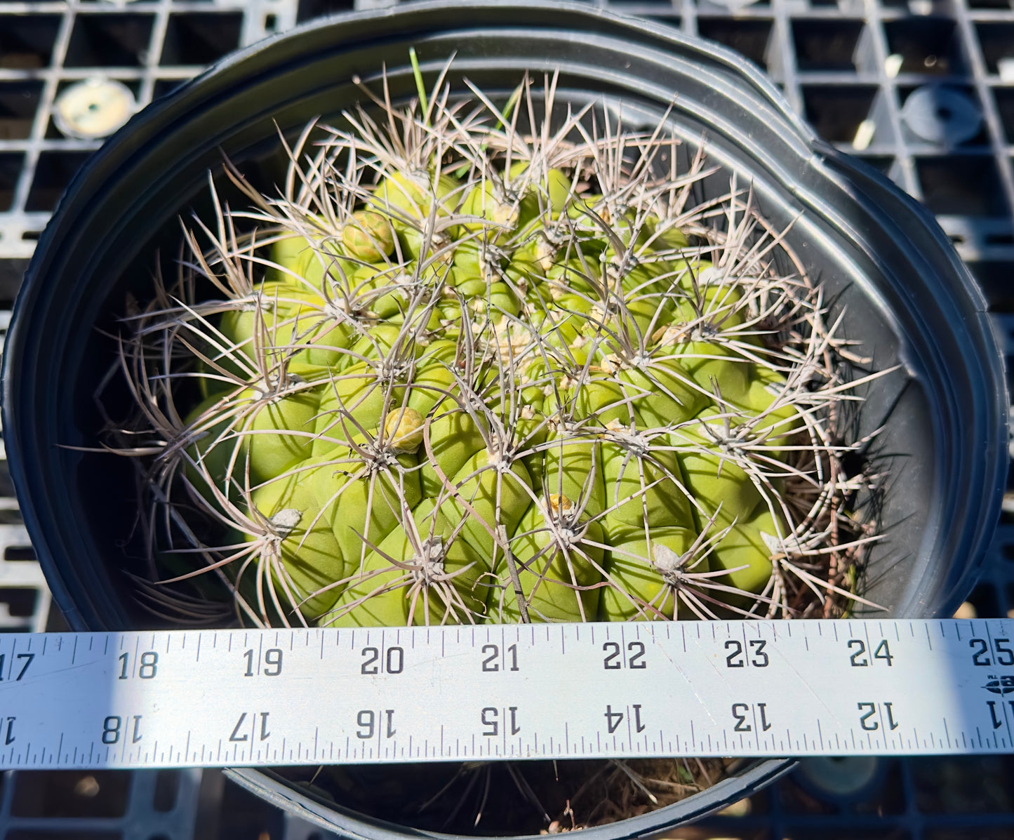 Gymnocalycium saglionis - Giant Chin Cactus SH17