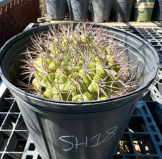 Gymnocalycium saglionis - Giant Chin Cactus SH18