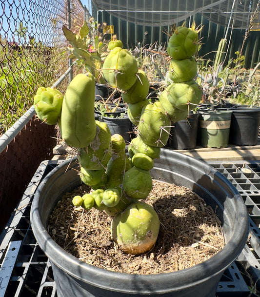 Monstrose Cactus SH19