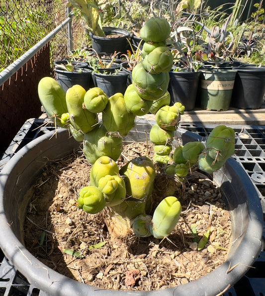 Monstrose Cactus SH20
