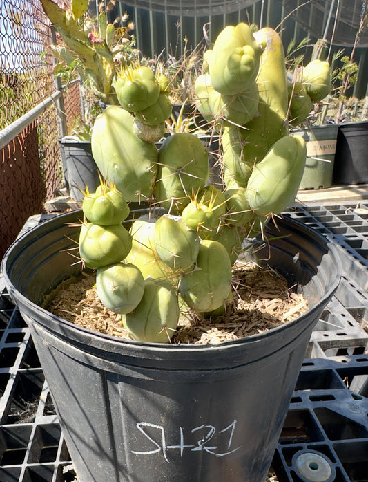 Monstrose Cactus SH21