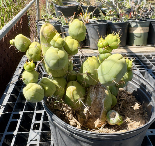 Monstrose Cactus SH21