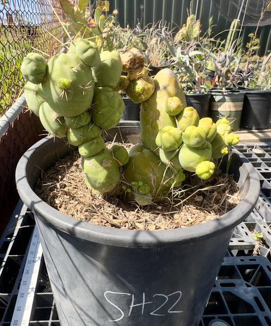 Monstrose Cactus SH22