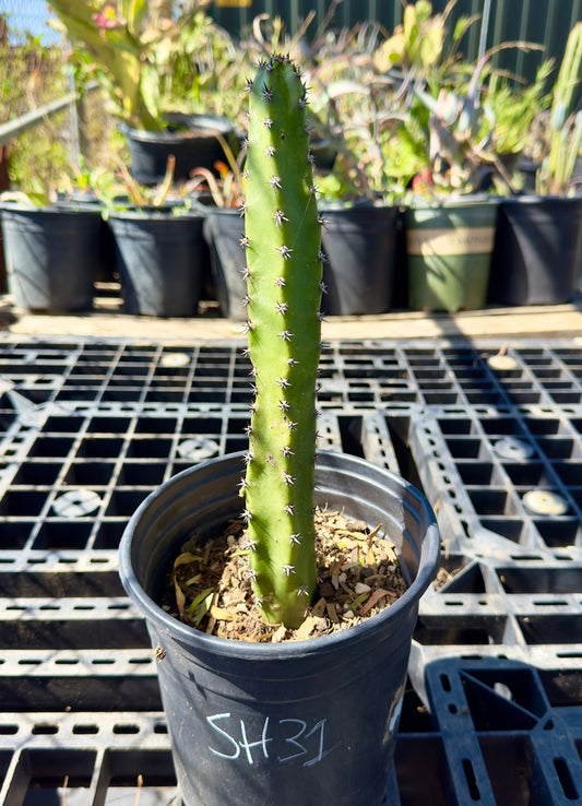 Harrisia jusbertii - Queen of the Night Cactus SH31