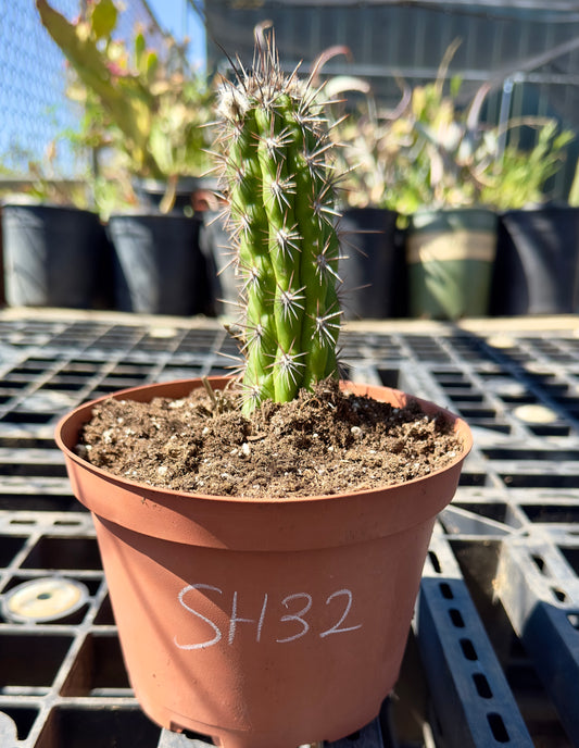 Cleistocactus fieldianus SH32