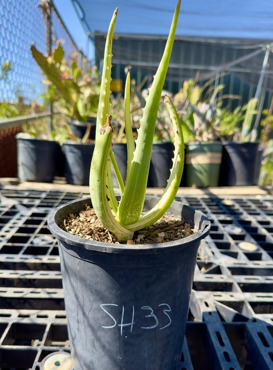 Variegated Aloe camperi 'Jennifer' SH33
