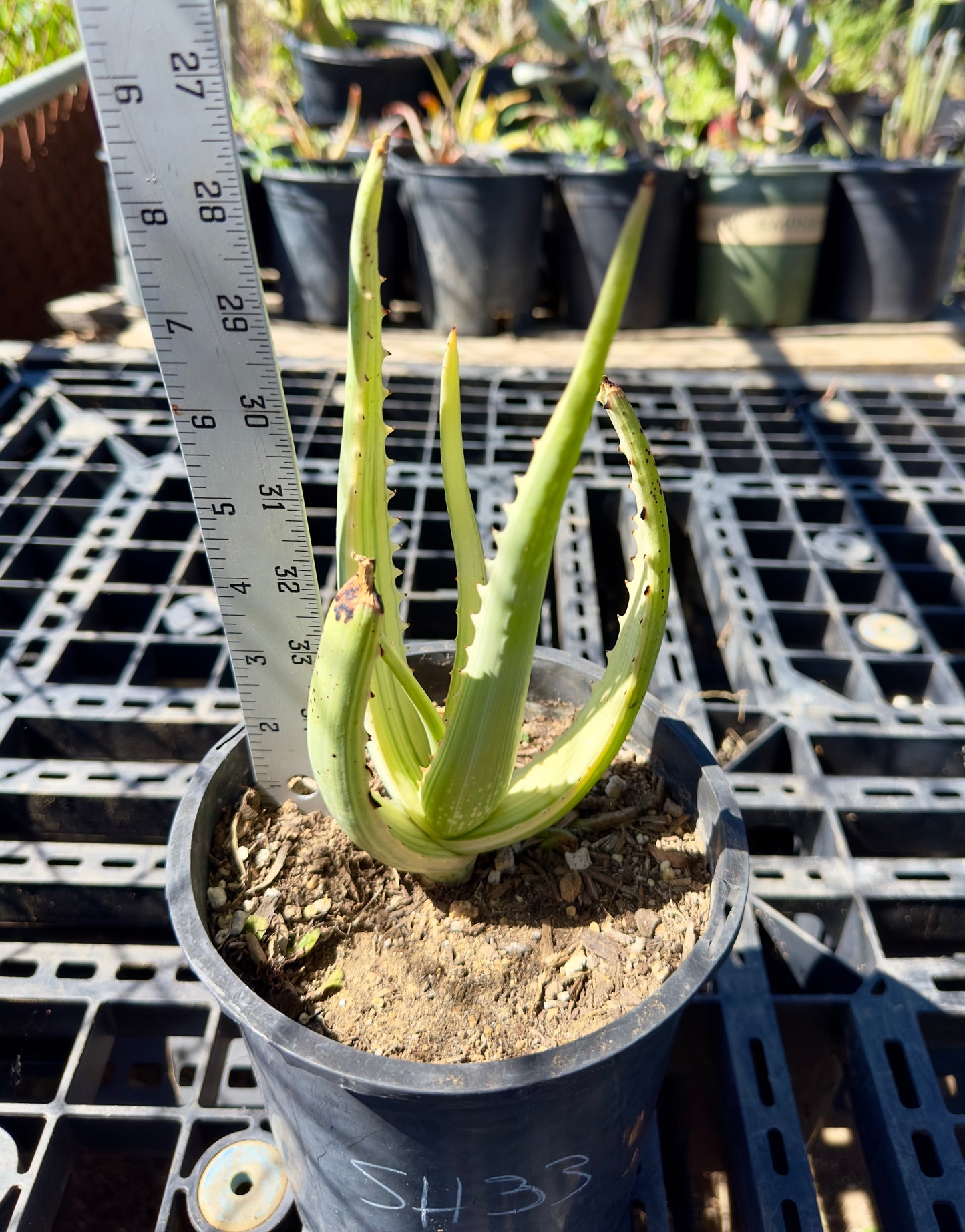 Variegated Aloe camperi 'Jennifer' SH33