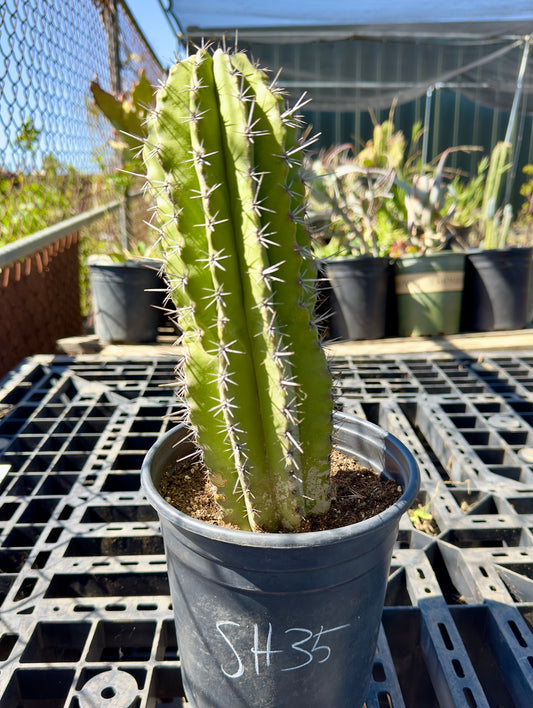 Stenocereus griseus - Mexican Organ Pipe Cactus SH35