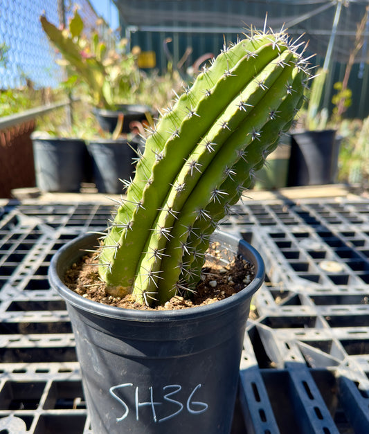 Stenocereus griseus - Mexican Organ Pipe Cactus SH36