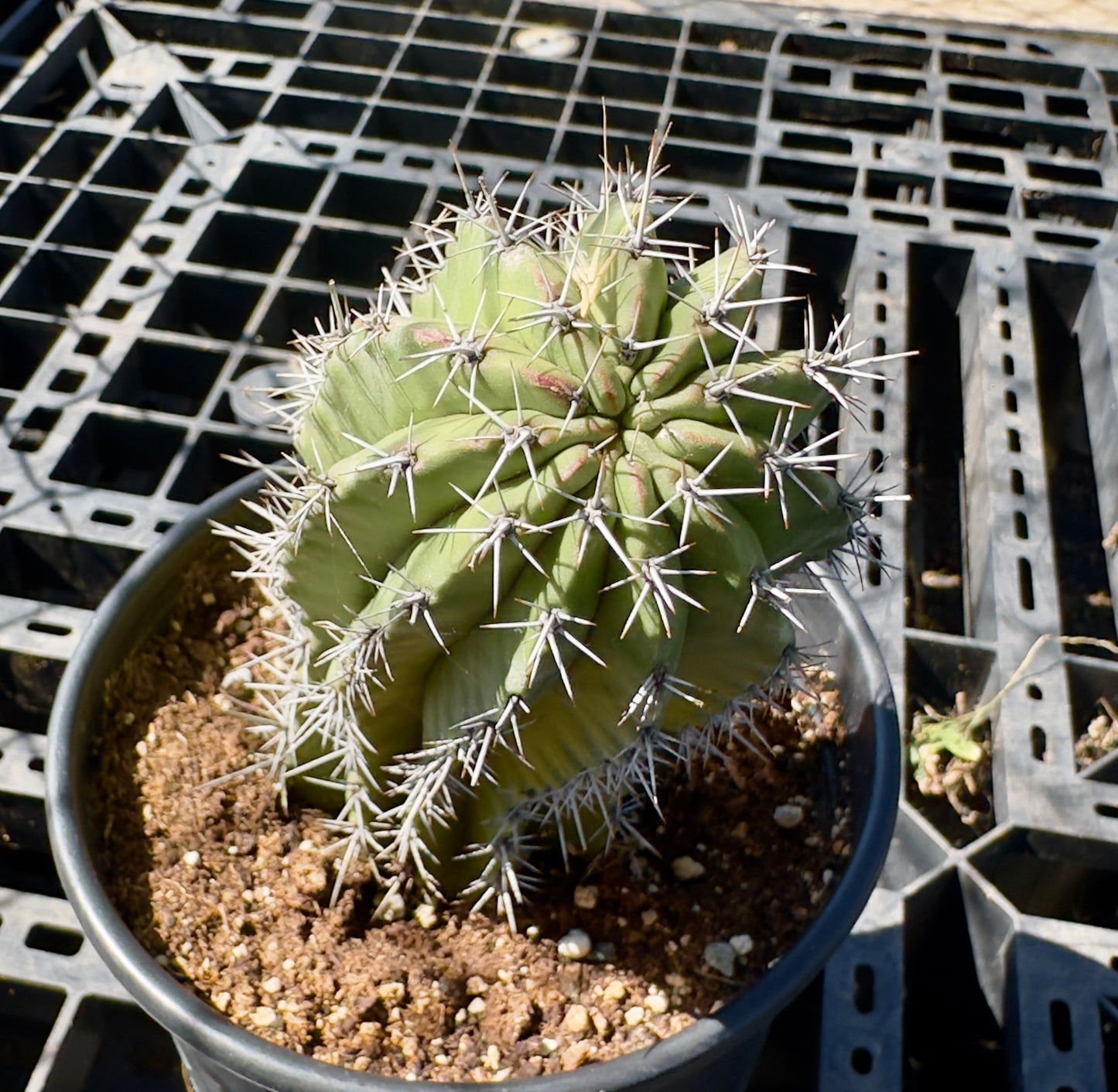 Stenocereus griseus - Mexican Organ Pipe Cactus SH36