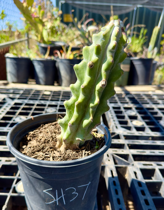 Stenocereus beneckei SH37