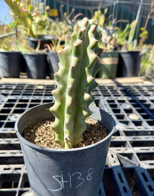 Stenocereus beneckei SH38