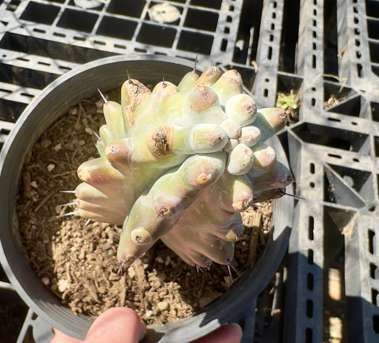 Stenocereus beneckei SH38