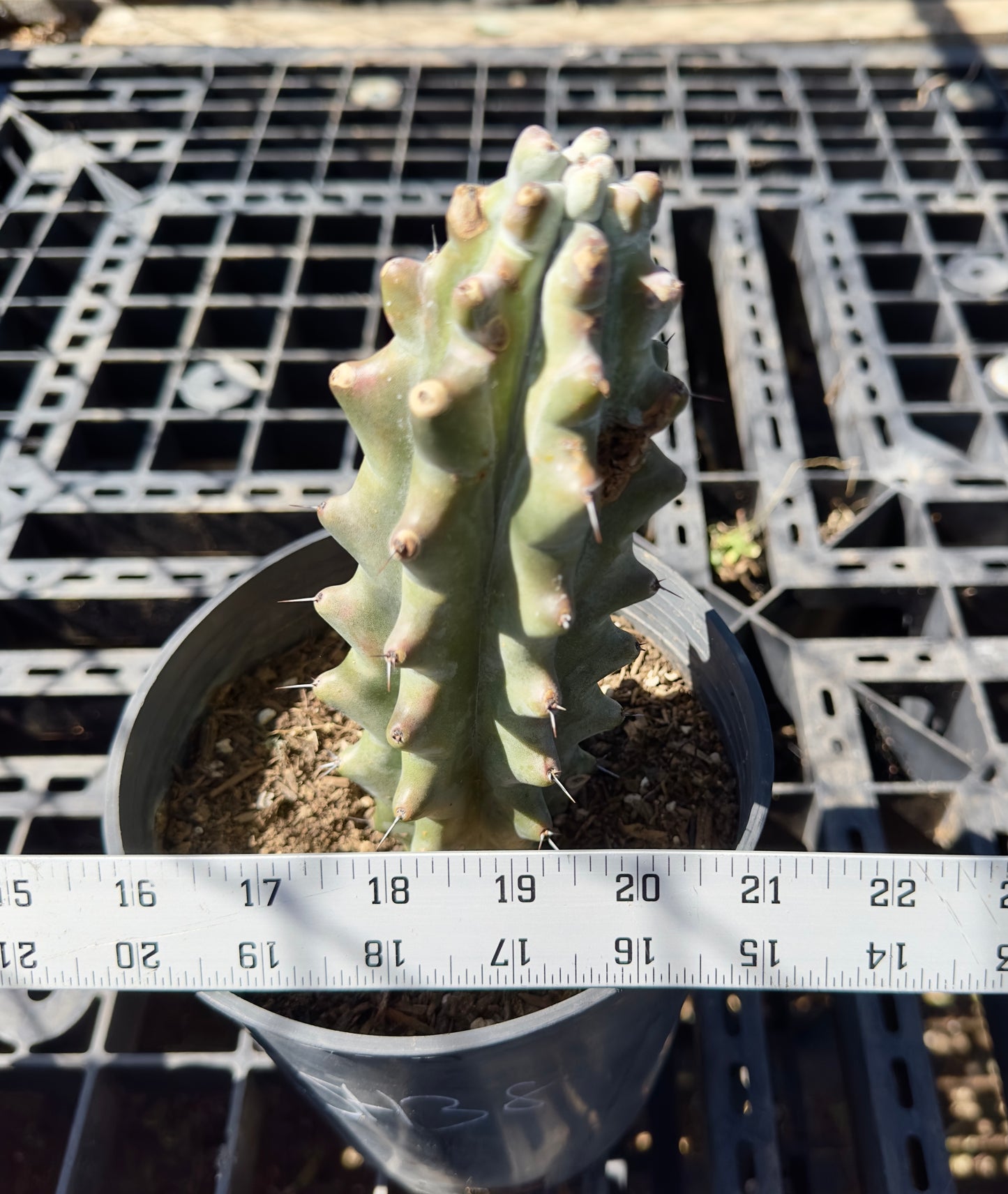 Stenocereus beneckei SH38