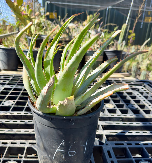 Aloe glauca - Blue Aloe A64