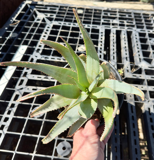 Aloe glauca - Blue Aloe A69