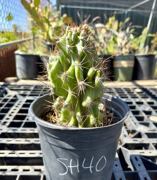 Peruvianus Monstrose 'Red Spine' SH40