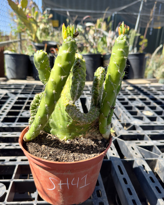 Crested Eve's Needle - Austrocylindropuntia subulata f. cristata SH41