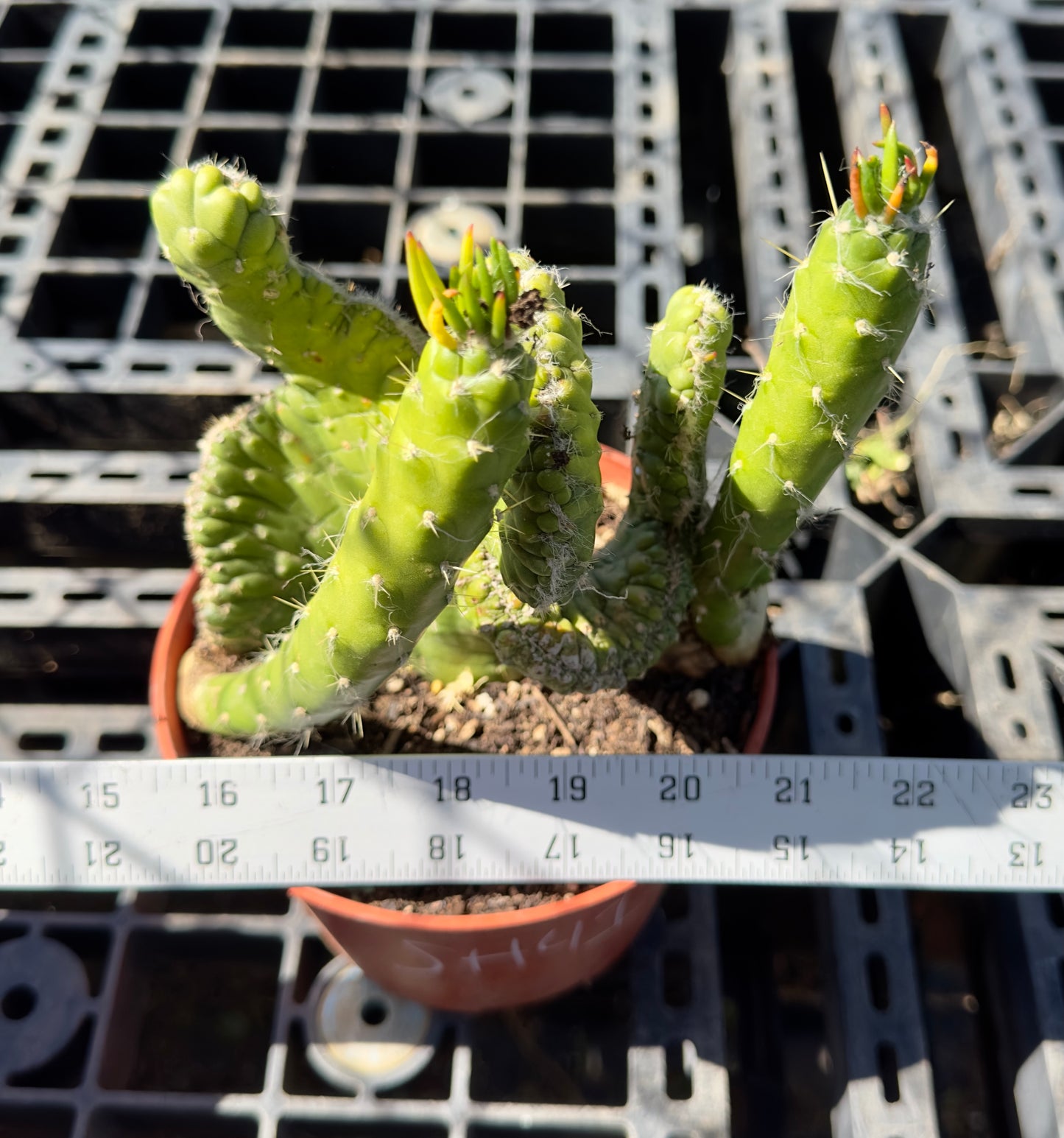 Crested Eve's Needle - Austrocylindropuntia subulata f. cristata SH41