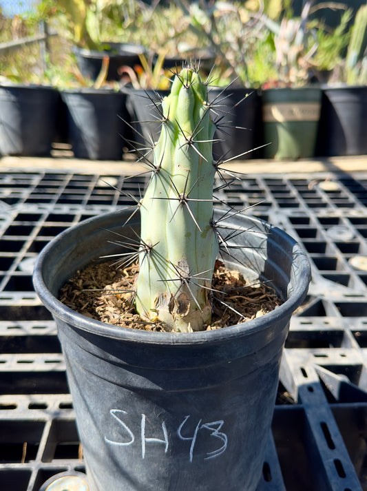 Cereus aeothiops SH43