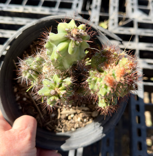 Cereus peruvianus monstrose SH44