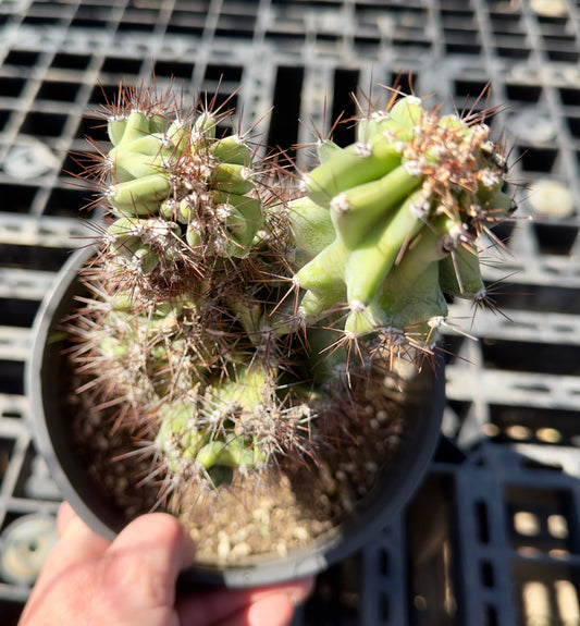 Cereus peruvianus monstrose SH45
