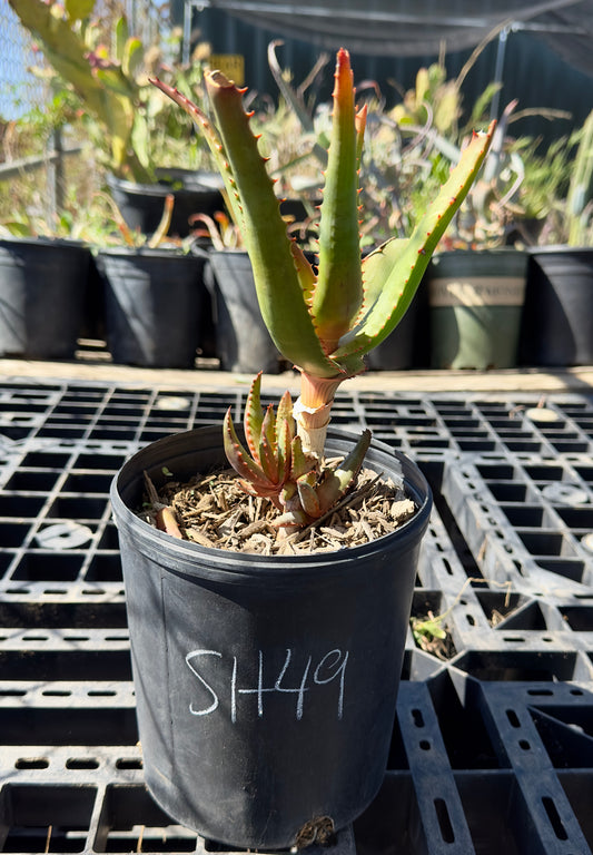 Aloe cameronii hybrid SH49