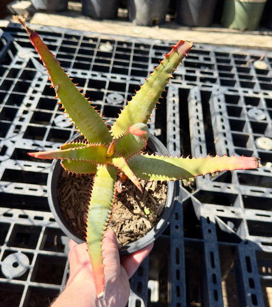 Aloe cameronii hybrid SH50