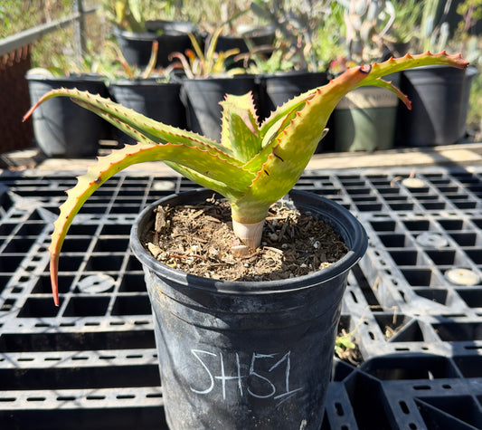 Aloe Hybrid 'Big Mac' SH51