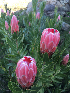 Protea 'Trish Compacta' 5g