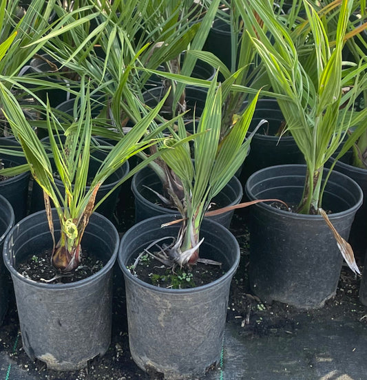 Butia Jubaea Hybrid Palm - Pindo Wine palm