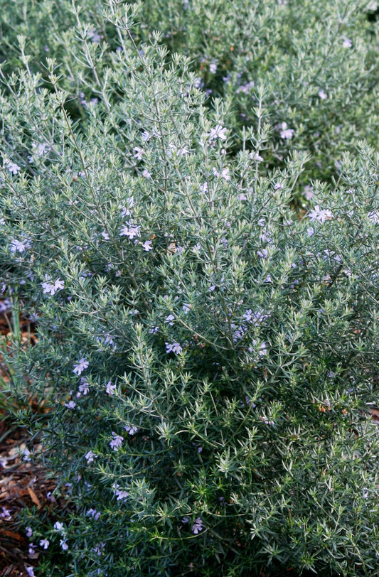 Westringia fruticosa 'Wynyabbie Gem' 3g