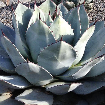 Agave parryi 'J.C. Raulston' 3g