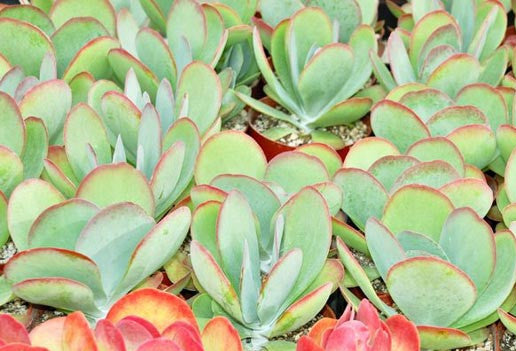 Kalanchoe luciae 6in