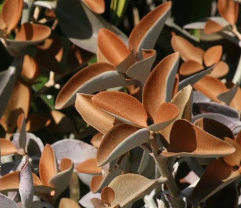 Copper Spoons | Kalanchoe orgyalis 6in