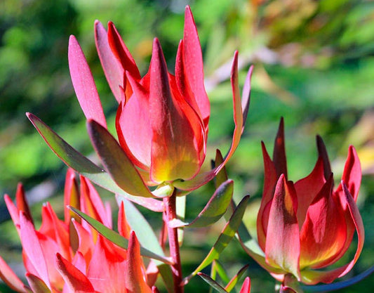 Leucadendron 'Summer Red'   -  5 Gallon (GN)