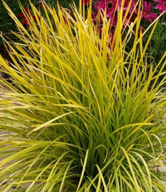 Lomandra longifolia 'Miner's Gold' 1g