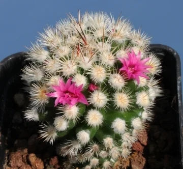 Mammillaria gracilis 4in