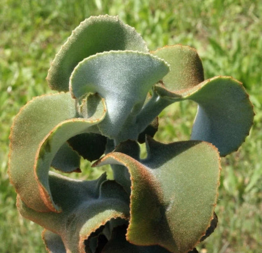 Kalanchoe beharensis 'Roseleaf' 6in