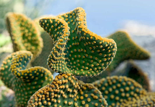 Opuntia microdasys var. pallida 6in