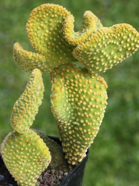 Opuntia microdasys var. pallida 4in