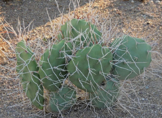 Opuntia sulphurea 3g