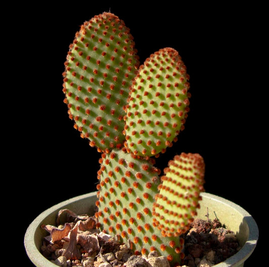 Opuntia microdasys 'Rubra' 6in