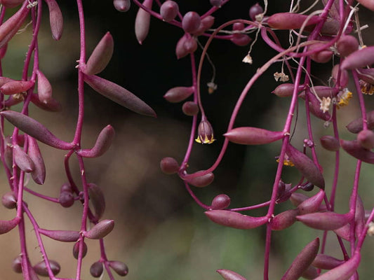 Othonna capensis 'Ruby Necklace' 6in