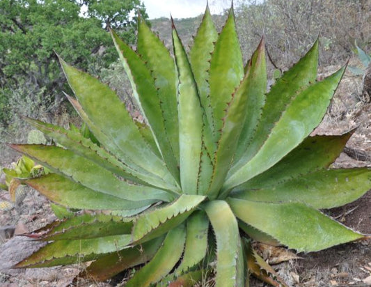 Agave bovicornuta 3g